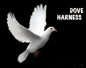 Taubenharnasse