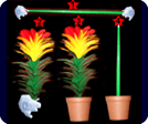 Cane to Flower and Flower to Cane in Pot (0101H2)