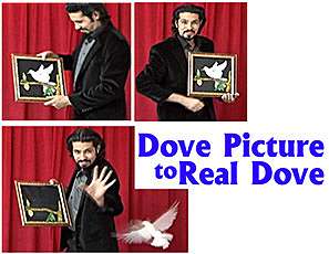 Dove Picture to Real Dove